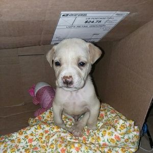 Meet your Posher, Dolly